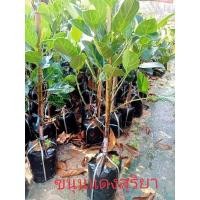 ราคา ต้นขนุนแดงสุริยาทาบกิ่ง (11140698853)
