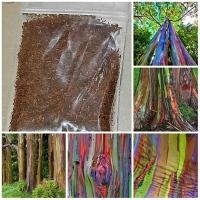 ราคา ขายถูก 100 กรัม เมล็ดยูคาลิปตัสสีรุ้ง Rainbow Eucalyptus ต้นไม้สีรุ้ง ต้นไม้แปลก เมล็ดพันธุ์นำเข้า ไม้ประดับ (6761282013)