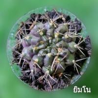 ราคา Cactus #ต้นแคคตัส กระบองเพชร ยิมโน (7616475760)