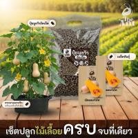 ราคา ชุดปลูกบัตเตอร์นัท เซตปลูกไม้เลื้อย4 พร้อมเมล็ดพันธุ์ออร์แกนิค เมล็ดพันธุ์หายาก เมล็ดพันธุ์นำเข้า ปลูกผักเอง (52556632067)