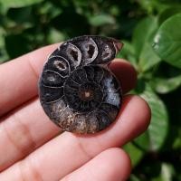 ราคา ฟอสซิลแอมโมไนต์สีดำ Black Ammonite (13246216115)