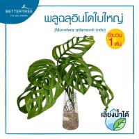ราคา พลูฉลุอินโดใบใหญ่ (จำนวน 1 ต้น) เลี้ยงน้ำได้ ความยาวต้นประมาณ 50 cm ต้นไม้มงคล ต้นไม้ฟอกอากาศ (28042840986)