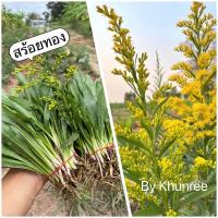 ราคา ต้นกล้าดอกสร้อยทอง ต้นละ 1 บาท ชุด 50 ต้น (12892012271)