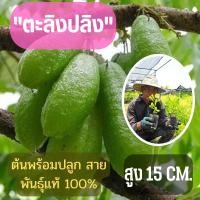 ราคา เปรี้ยวปรี๊ด จัดเซ็ท2ต้น (ขนาดเล็ก) ตะลิงปลิง สูง 15 ซม. ต้นพันธุ์พร้อมปลูก ต้นพันธุ์ตะลิงปลิง ต้นพร้อมส่ง (17574649394)