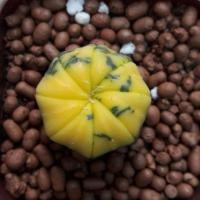 ราคา Cake Cactus Farm กระบองเพชร Astrophytum asteria variegata แอสโตรด่าง (2277425951)