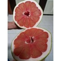 ราคา ส้มโอทับทิมสยามของแท้จากปากพนัง ขนาด1.5-1.6กก. (8622025726)