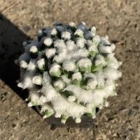 ราคา แคคตัส cactus กระบองเพชร Mammillaria bucareliensis 'Erusamu' [อ่านรายละเอียดสินค้าก่อนทำการสั่งซื้อ] (12321308723)
