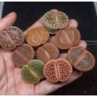 ราคา Lithops ไลทอปคละสายพันธุ์ ขนาด 2.5-3 เซนติเมตร ไซส์ใหญ่ๆ ชุดC (7191685828)