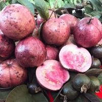 ราคา 10 เมล็ด ฝรั่ง ฝรั่งแดงสุริยา ฝรั่งแดง​ ฝรั่งไส้แดง ผลไม้ (RED GUAVA) (43580117161)