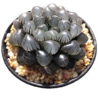 ราคา ฮาโวเทีย(หยดน้ำ) (2393463535)