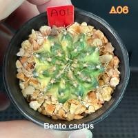 ราคา มาเบิ้ล Marble ยิมโนด่าง แคคตัส กระบองเพชร ต้นแม่จาก ฟาร์มเพชรแต้มสี Cactus (14927018555)