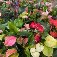 ราคา หน้าวัว ☘️ Anthurium ต้นดอกหน้าวัว มีหลายสี กระถาง5/8 นิ้ว (ส่งติดดอก) (6451415018)