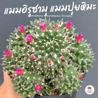 ราคา แมมอิรุซามุ แมมปุยหิมะ Mammillaria bucareliensis 'Erusamu' แคคตัส กระบองเพชร cactus&succulent (19640644301)
