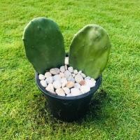 ราคา Sale #ต้นกระบองเพชร #สายพันธุ์โอพันเทีย Opuntia cactus #ใบเสมา #แคคตัส #พันธุ์ไม้หนาม #ต้นไม้วินเทจ #ตกแต่งห้อง (5938987051)