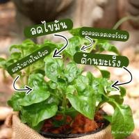 ราคา ต้นวอเตอร์เครสในกระถาง(water cress) ผักสลัด ปลูกง่าย ตายยาก ชอบแดด ชอบน้ำ ไร้สาร ออแกนิค ทนต่อโรค ทนแดด ทนน้ำ รากแน่น (13944707674)