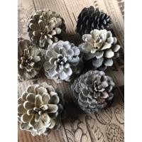 ราคา (พร้อมส่งจากไทย) ลูกสนสีขาว (white pine cone) ลูกสนขาว ลูกสน สนสามใบ (5635248172)