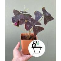 ราคา ต้นผีเสื้อราตรีสีม่วง Oxalis triangularis (25406703034)