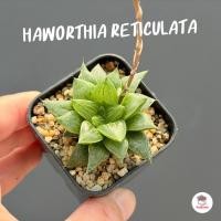 ราคา Haworthia reticulata ฮาโวเทีย ไม้อวบน้ำ กุหลาบหิน cactus&succulentหลากหลายสายพันธุ์ (3252455135)