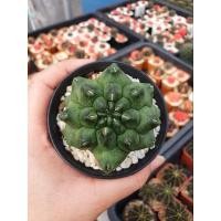 ราคา ยิมม่อน ยิมโนมอนโทรส Gymnocalycium mihanovichii montrose (15783393328)