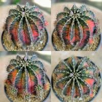 ราคา ยิมโนด่าง ออโรร่า Gymnocalycium variegated 'Aurora' (9555055579)