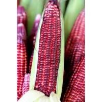 ราคา เมล็ดพันธุ์ ข้าวโพด หวาน ราชินี ทับทิมสยาม ( Siam Ruby Queen Seed) บรรจุ 10 และ 30 เมล็ด ของแท้ 100% (8633876301)