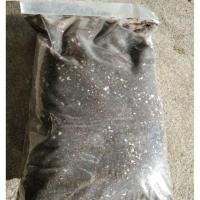 ราคา ดินปลูกแคคตัส ไม้อวบน้ำ ไม้หนาม กระบองเพชร (5501383385)