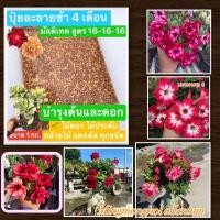 ราคา ปุ๋ยละลายช้า 16-16-16 มัลติเทค *แบบแบ่งจำหน่าย (10971248073)