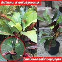 ราคา #โกสนยองแบ ต้นโกสนสวยงาม ไม้มงคล ไม้แดด (23620743217)