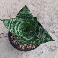 ราคา ลิ้นมังกรแคระเขียว sansevieria (8722801047)