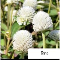ราคา เมล็ดพันธุ์ ดอกบานไม่รู้โรยสีขาว 50เมล็ด (12009673982)