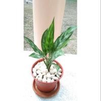 ราคา เขียวหมื่นปี แก้วกาญจนา Aglaonema (4535036768)