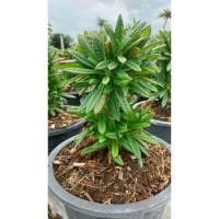 ราคา มะพร้าวทะเลทราย ( เริ่มแตกพุ่มที่โคลนต้น) Gigas Cutting กิ่งชำกิแกสโคลนทั่วไป มะพร้าวทะเลทราย (29509209334)