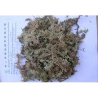 ราคา sphagnum moss สแฟกนั่มมอส เกรด A หนัก 300กรัม (13018998006)