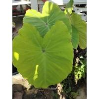 ราคา Colocasia red eye gecko (14944311673)