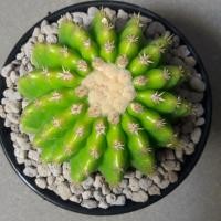 ราคา Cake Cactus Farm กระบองเพชร Echinocactus grusonii 'brevispinus' ถังทองหนามกุด (6438848616)