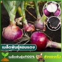 ราคา เมล็ดพันธ์ุ หอมแดงยักษ์ ซองละ 100 เมล็ด (28871827322)