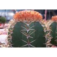 ราคา เมล็ดพันธุ์ เมโลแคระ Melocactus matazanus 60 เมล็ด แคคตัส กระบองเพชร Cactus (7568800220)