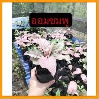ราคา ต้นออม​ชมพู​ ต้นใหญ่​ ทรงสวย​ ออมชมพู​ ไม้ฟอกอากาศ​ ไม้มงคล​ ต้นไม้​ประดับ​ (22528572206)
