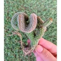 ราคา พร้อมส่งCleistocactus cristataแคคตัสหางกระรอกคริส ขดสวยงาม (15597166405)