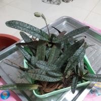 ราคา รองเท้านารี เหลืองตรัง(จัดชุด) (5087002311)
