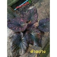 ราคา บอนสีพลอยชมพู บอนดำแต่หวานดุ ขายต้นลูก กระถาง 4 นิ้ว (13930186205)
