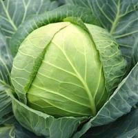 ราคา 300 เมล็ด กะหล่ำปลี กะหล่ำใบ กะหล่ำปลีเขียว Cabbage Seeds สายพันธุ์ เหม่ยลี่ Meili Cabbage (40522917928)