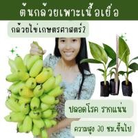 ราคา กล้วยไข่เกษตรศาสตร์2 ต้นพันธุ์กล้วยเพาะเนื้อเยื่อ ผลสวย อร่อย ปลอดโรค รากแน่น ต้นแข็งแรง สายพันธุ์แท้จากห้องแลปโดยตรง (23055210526)