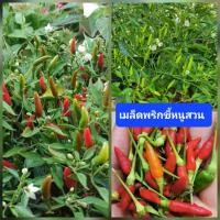 ราคา เมล็ดพันธุ์พริกขี้หนูสวน 100 เมล็ด พริกขี้หนู พริกเผ็ด เมล็ดผักสวนครัว เมล็ดพันธุ์แท้ (27006650083)