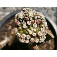 ราคา #9- ยิมโนมอนส์เตอร์ คริส ด่าง ไม้กราฟ Gymnocalycium cristata monster cactus แคคตัส กระบองเพชร ไม้อวบน้ำ ไม้กราฟ​ (11308516668)