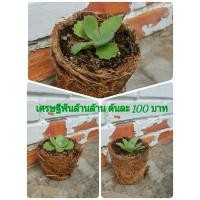 ราคา รับจัดสวนถาด#เศรษฐีพันล้าน #ต้นไม้มงคล (3458998155)
