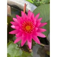 ราคา บัวฝรั่งพะแพง(สีชมพูบานเย็น) (24230737915)