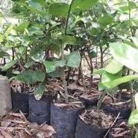 ราคา มะนาว แป้นพิจิตร กิ่งชำ (6537103282)
