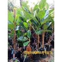 ราคา ต้นขนุนแดงสุริยาทาบกิ่ง (10131676691)