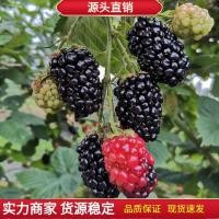 ราคา 黑原树สตรอเบอร์รี่种子大全露 สปีชีส์树种水果种籽装种子大全สีดําราสเบอร์รี่เมล็ด: คอลเลกชันที่สมบูรณ์ของ ดิวเบอร์รี่และราสเบอร์รี่เมล็ดราสเบอร์รี่ผลไม้20260326 (57009154811)